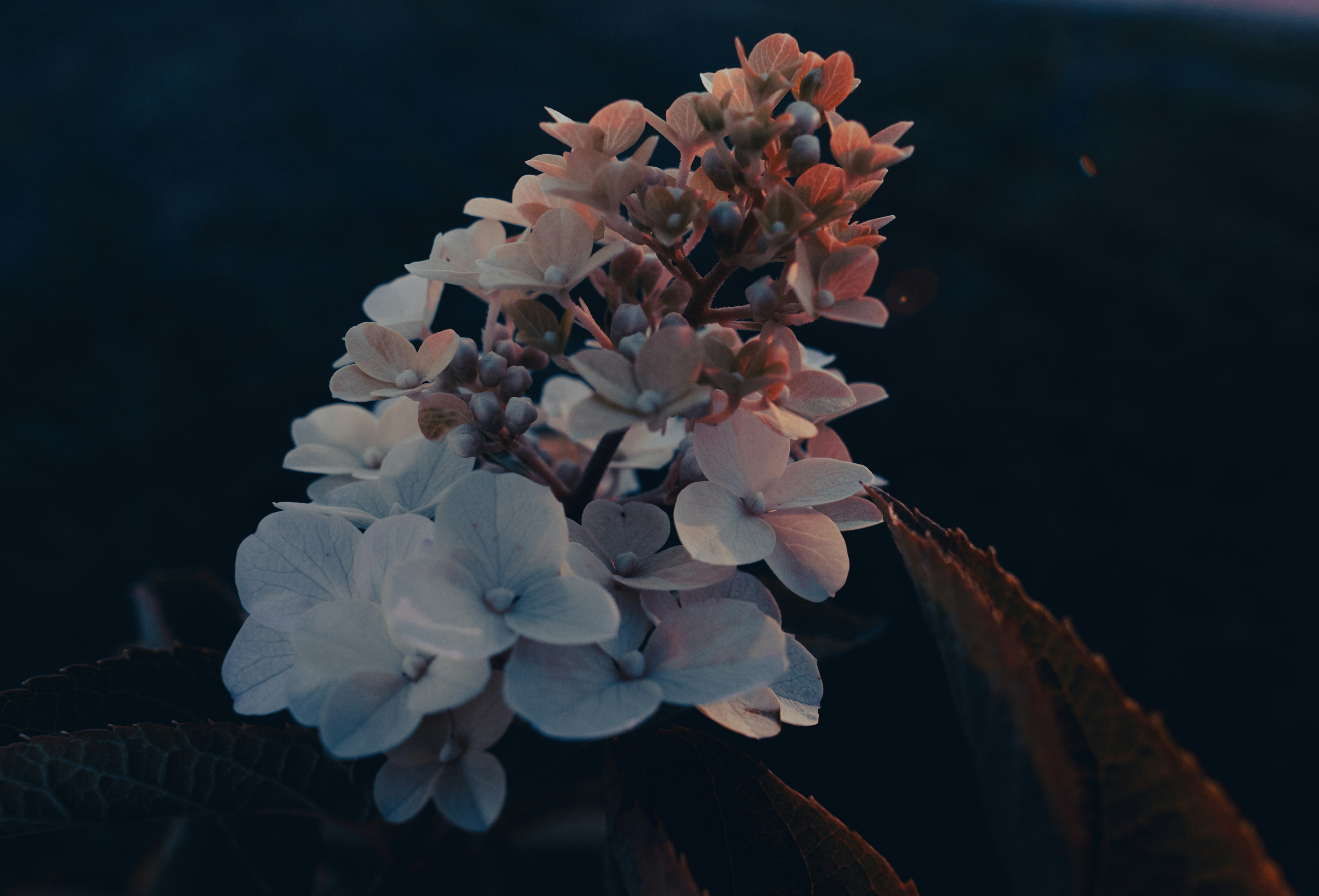 white flowers in macro shot